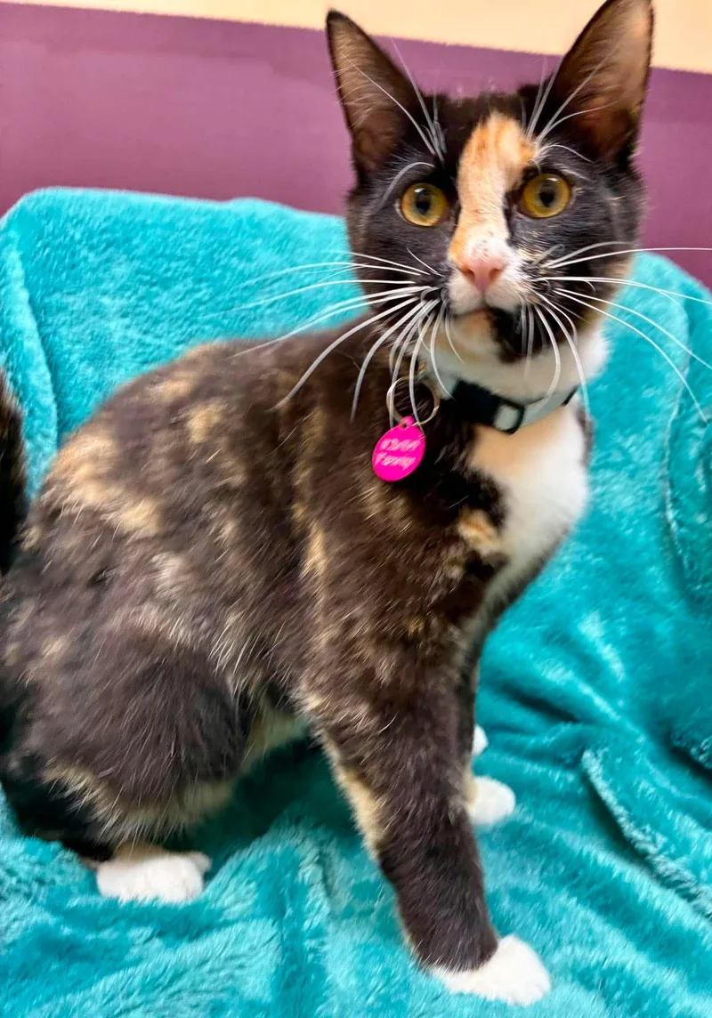 A young medium-sized female Calico Domestic Short Hair cat named Parsnip for adoption in Alexandria, MN