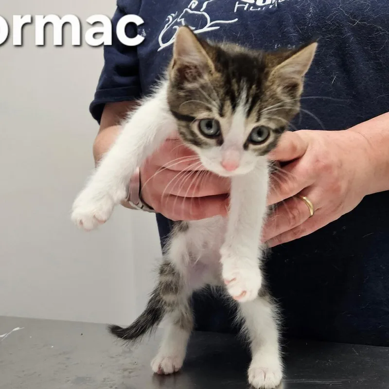 A baby small-sized male Brown / Chocolate Domestic Short Hair cat named Cormac for adoption in Oneonta, NY