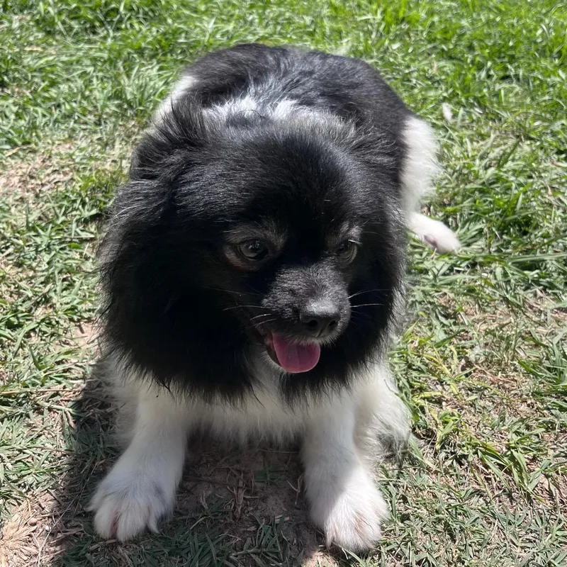 Blackberry Fizz thumbnail 2