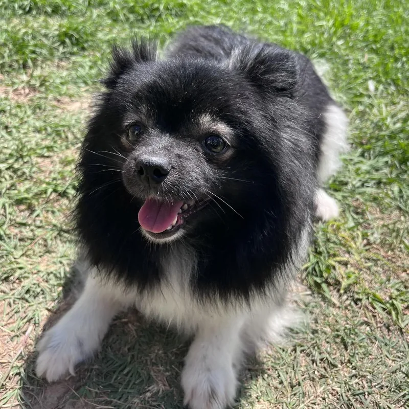 Blackberry Fizz thumbnail 3