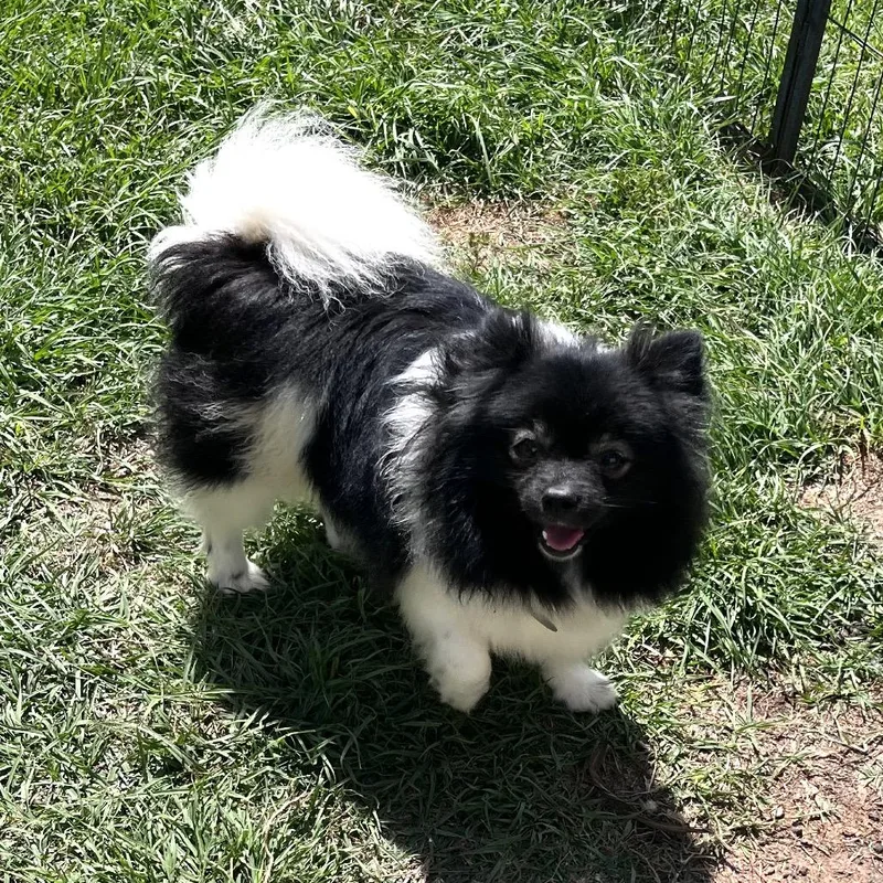 Blackberry Fizz thumbnail 4