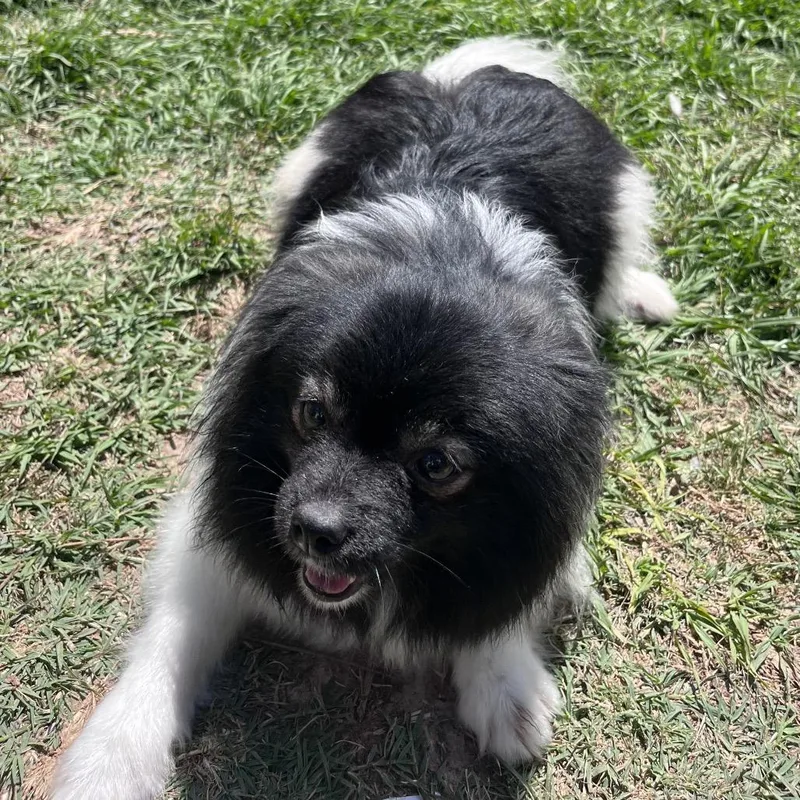 Blackberry Fizz thumbnail 5