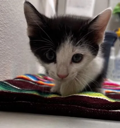 A young small-sized male Domestic Short Hair cat named Briar for adoption in Phoenix, AZ