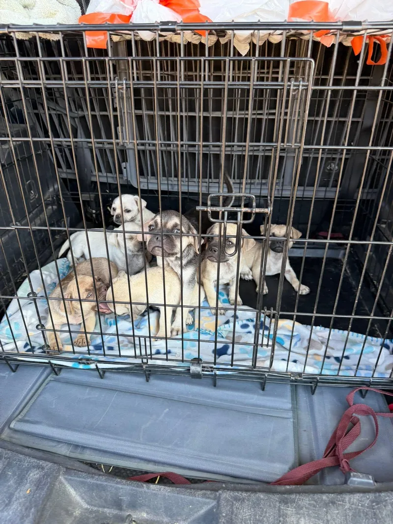 A baby medium-sized female Yellow / Tan / Blond / Fawn Pug dog named Snug for adoption in Agua Dulce, CA
