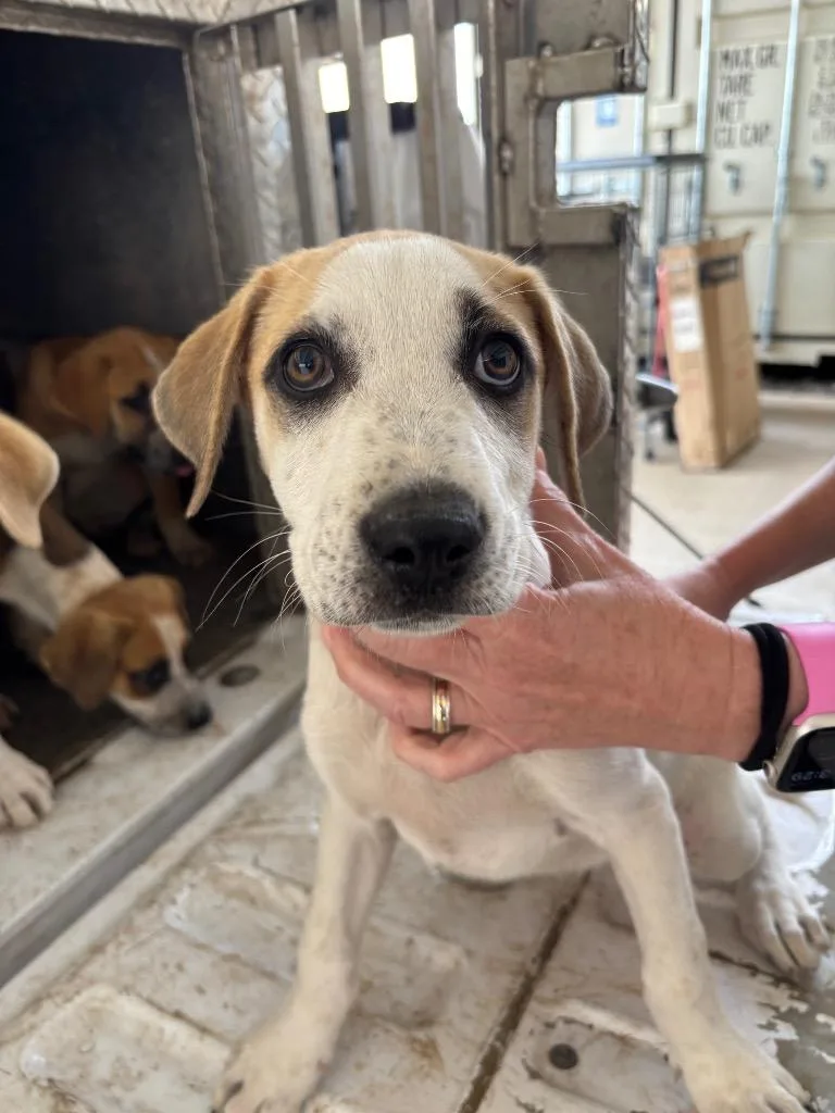 A baby small-sized male Cattle Dog dog named Mad Max for adoption in Belton, TX