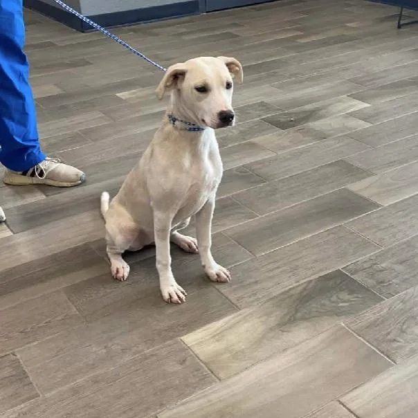A young large-sized female White / Cream American Bulldog dog named Lily for adoption in Nevada, MO
