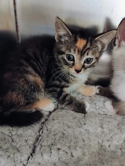 A baby small-sized female Domestic Short Hair cat named Bettie for adoption in Port Saint Joe, FL