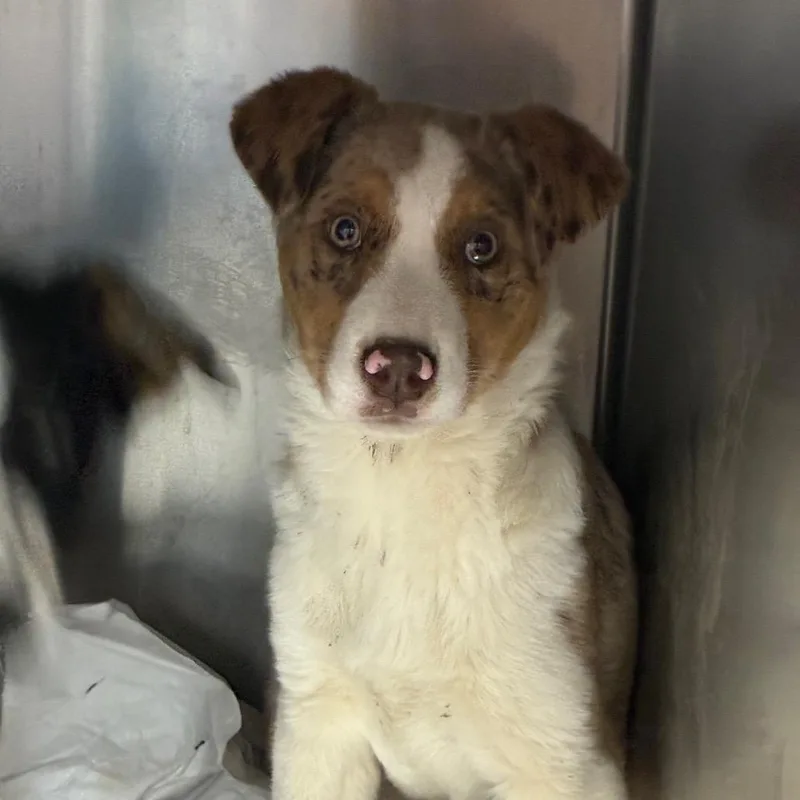 Confetti thumbnail 2