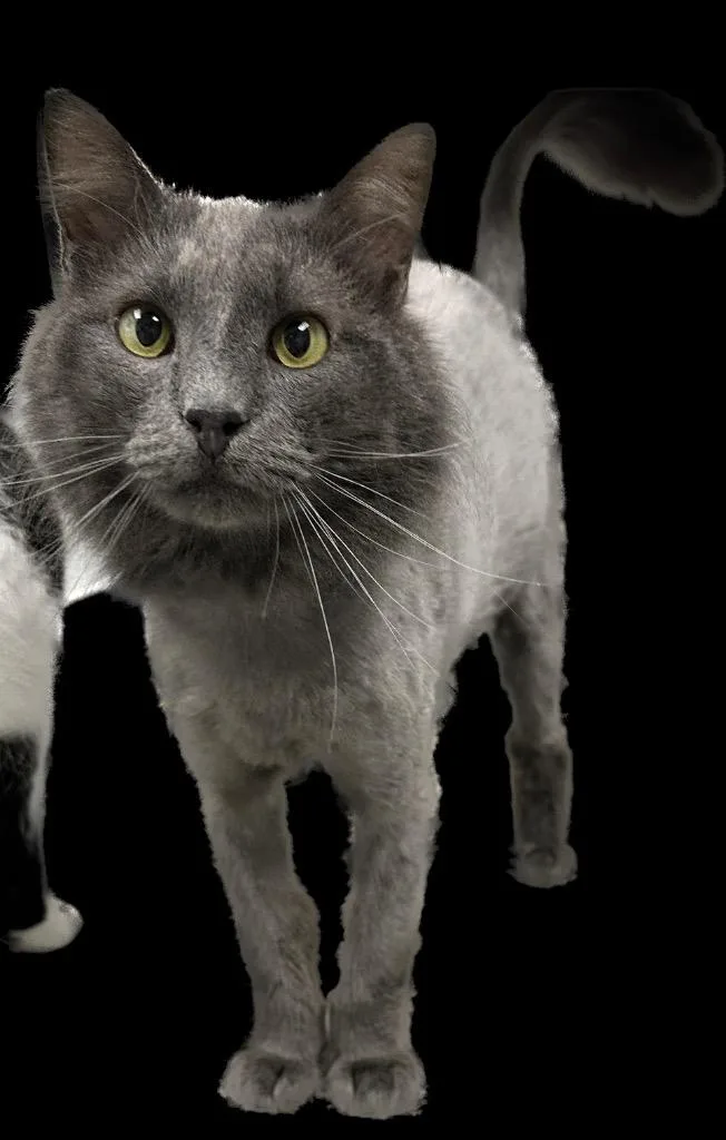 An adult large-sized male Domestic Medium Hair cat named Smokie for adoption in New Bern, NC