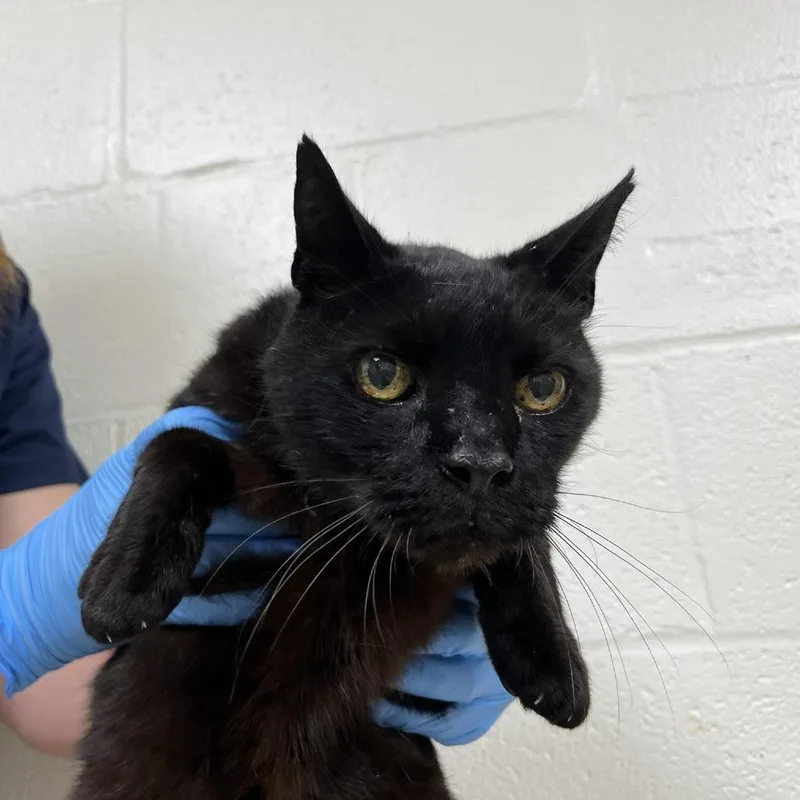 A senior large-sized male Black Domestic Short Hair cat named "Coal" for adoption in Verona, VA