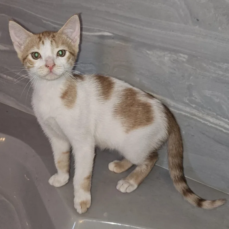 A baby small-sized female Gray / Blue / Silver Domestic Short Hair cat named Callie for adoption in Santa Fe, TX