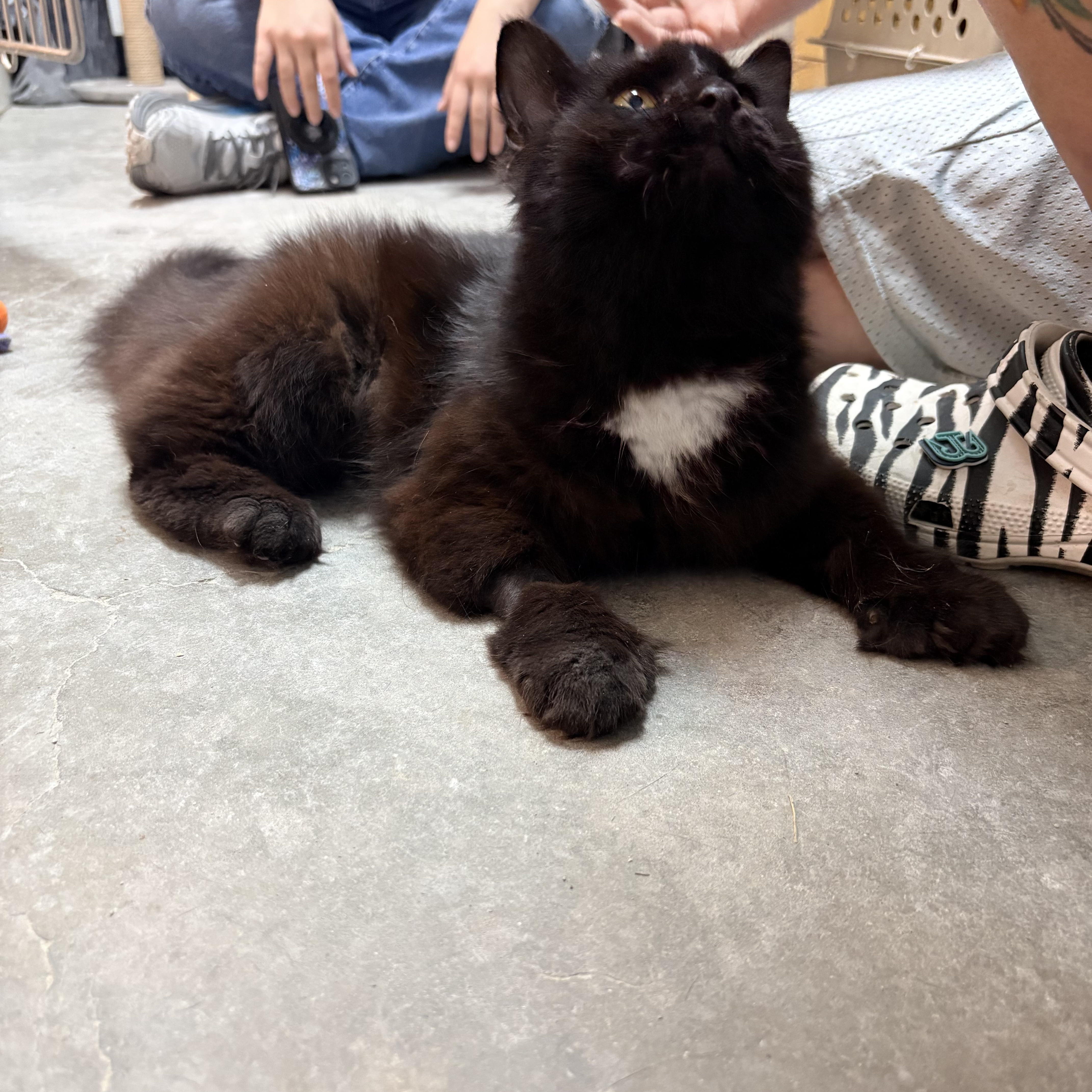A young medium-sized female Black & White / Tuxedo Domestic Long Hair cat named Mischief for adoption in Worcester, MA