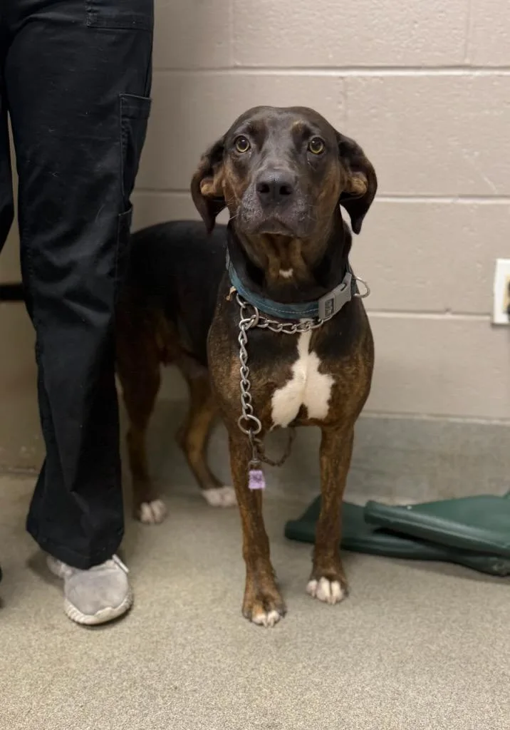 An adult large-sized female Labrador Retriever dog named Laken for adoption in Hopkinsville, KY