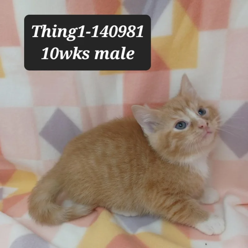 A baby small-sized male Domestic Short Hair cat named Thing for adoption in New Tazewell, TN