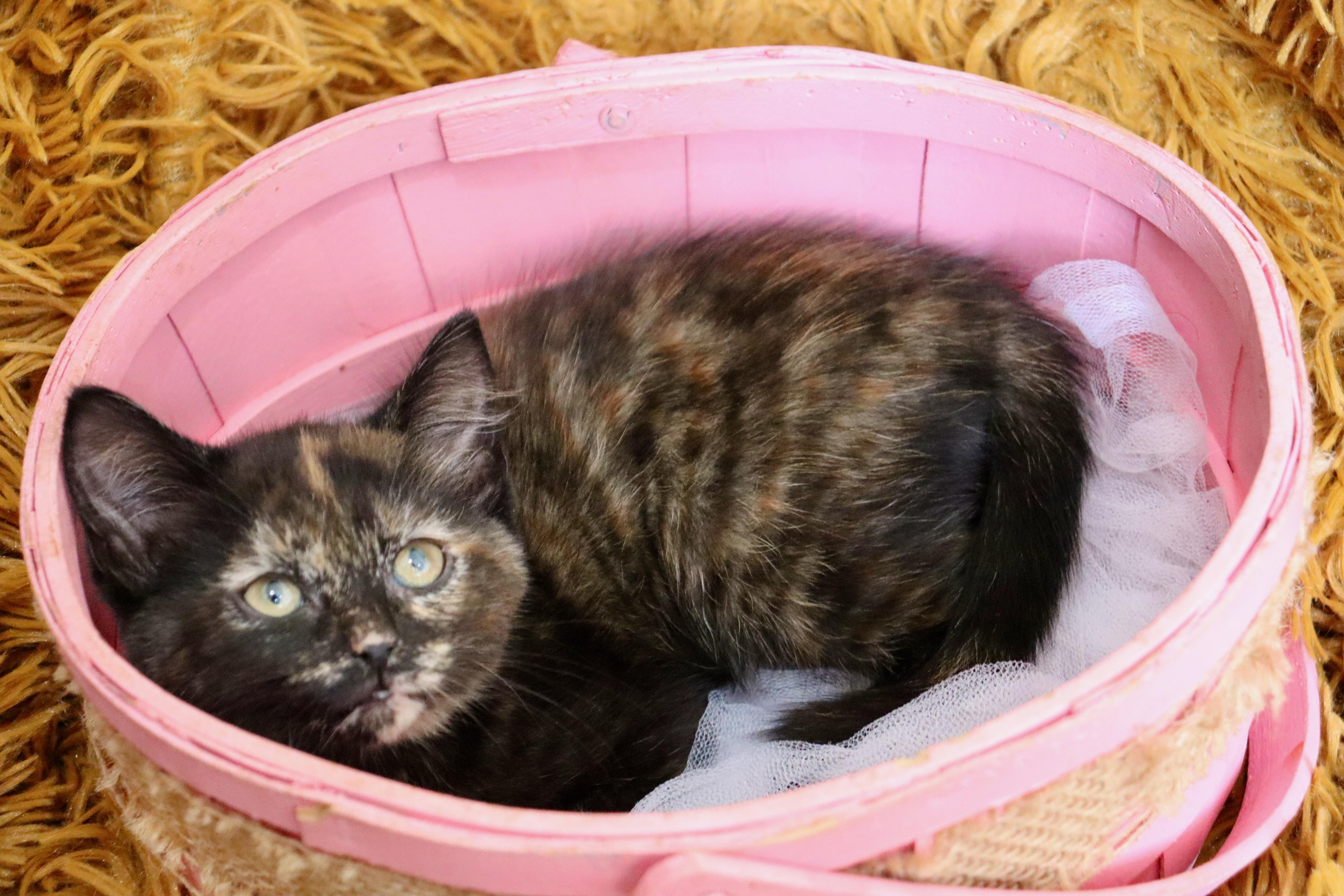 Kaydence thumbnail 2