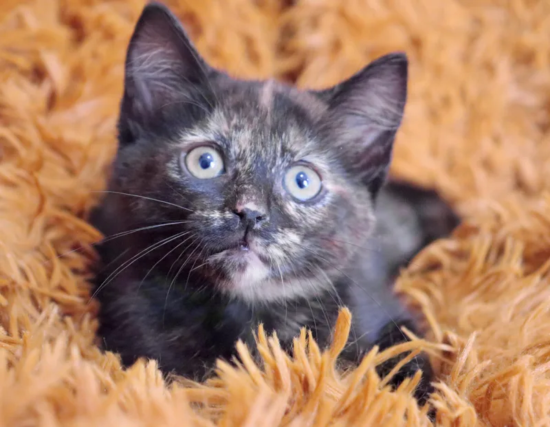 Kaydence thumbnail 3