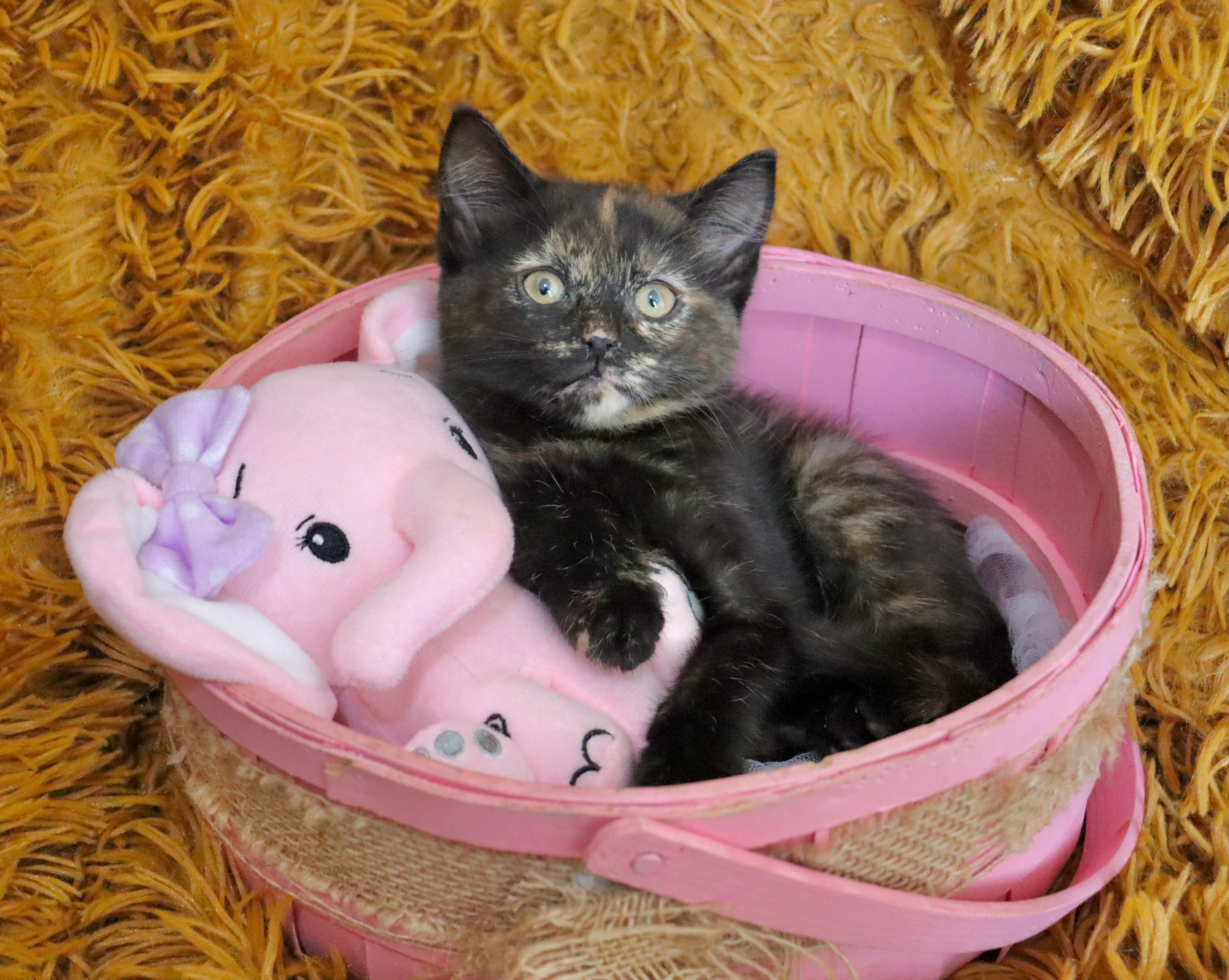 Kaydence thumbnail 4