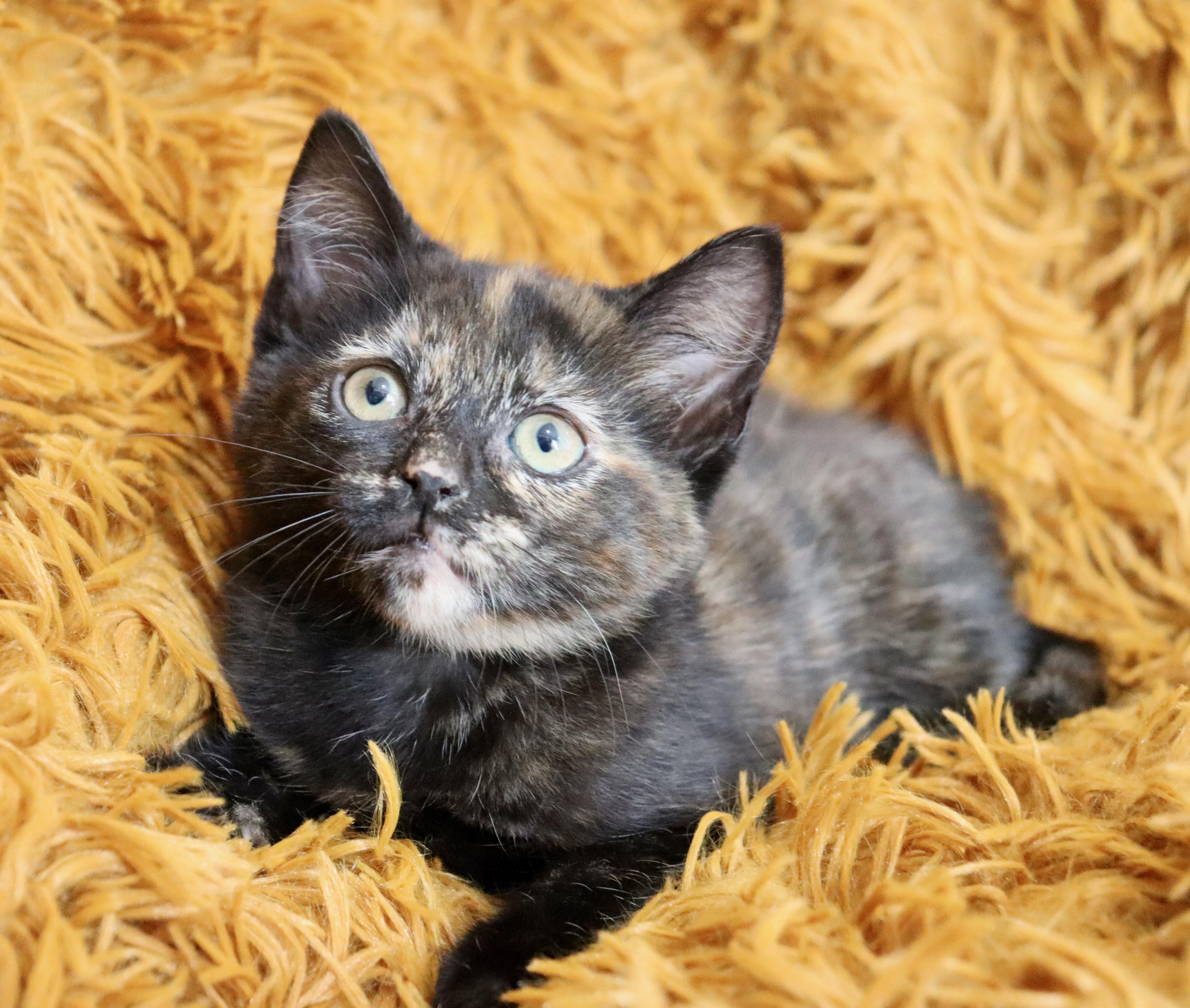 Kaydence thumbnail 5