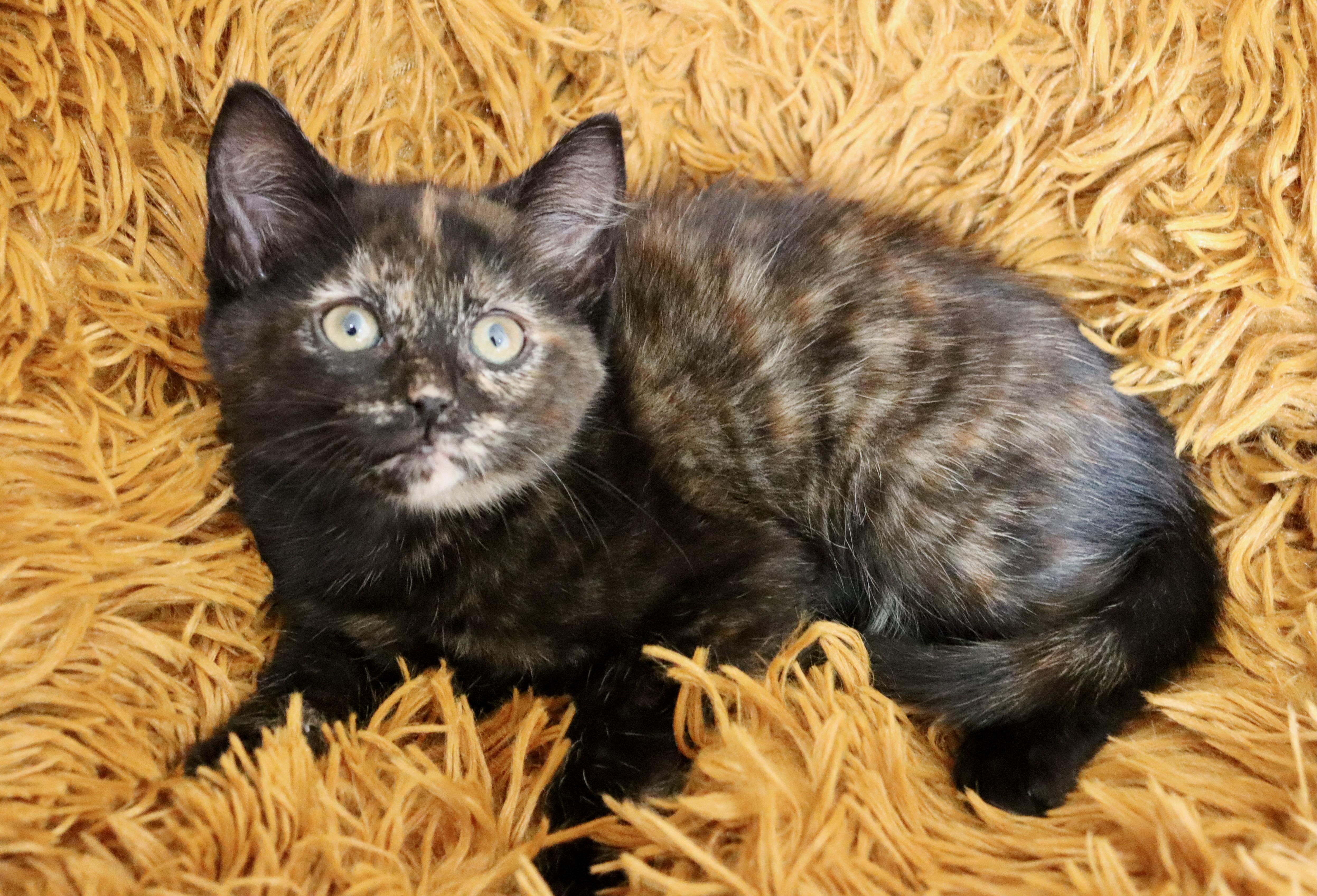 Kaydence thumbnail 6