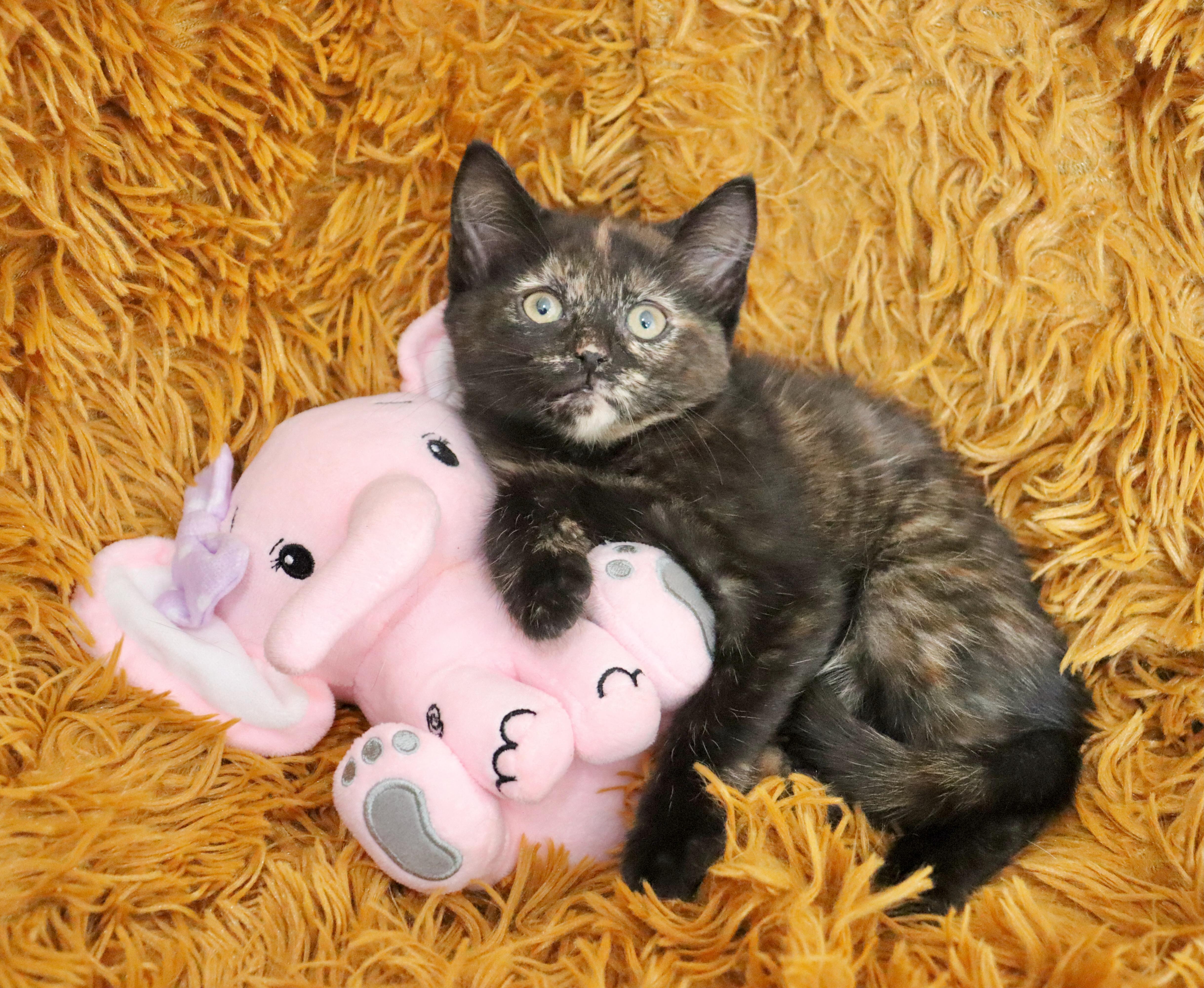 A baby medium-sized female Tortoiseshell Tortoiseshell cat named Kaydence for adoption in Saint Augustine, FL