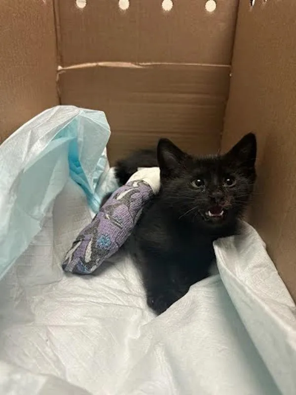 A young small-sized male Domestic Short Hair cat named Durango for adoption in Austin, TX