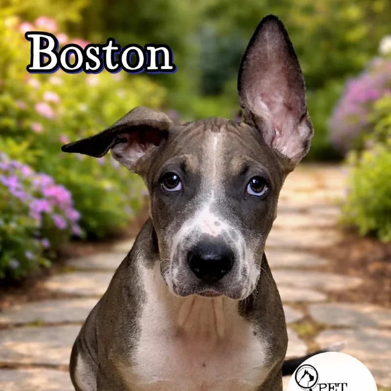 Boston