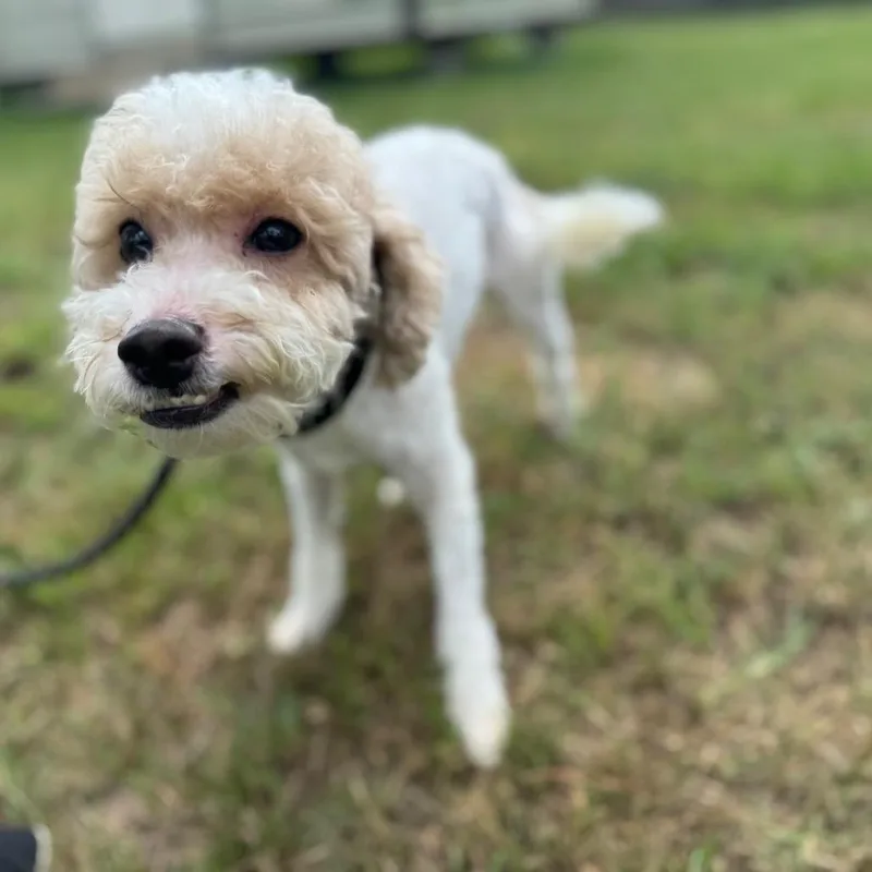 Coco Alvin thumbnail 3
