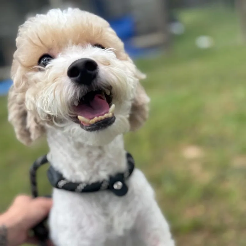 Coco Alvin thumbnail 6
