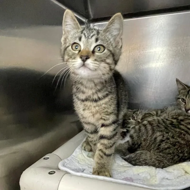 A young medium-sized male Domestic Short Hair cat named Purrfect for adoption in Roanoke, VA
