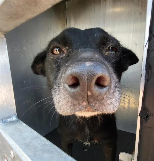 An adult small-sized female Labrador Retriever dog named Negrita for adoption in San Antonio, TX