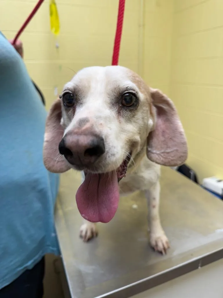 A senior small-sized male Beagle dog named Browning for adoption in Crossville, TN