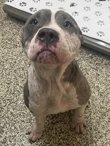 An adult medium-sized female Pit Bull Terrier dog named Astrid for adoption in Westland, MI