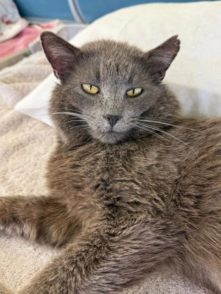 A young small-sized male Domestic Short Hair cat named Valentino for adoption in Syracuse, IN