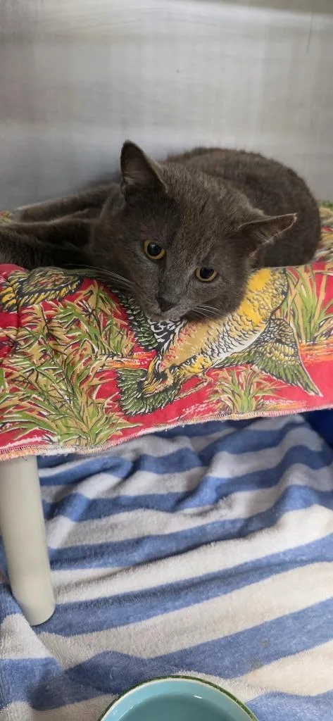 Valentino thumbnail 2