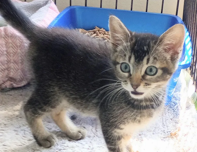 A young medium-sized female Tabby (Gray / Blue / Silver) Domestic Medium Hair cat named Willow and Reyna for adoption in Santa Rosa, CA