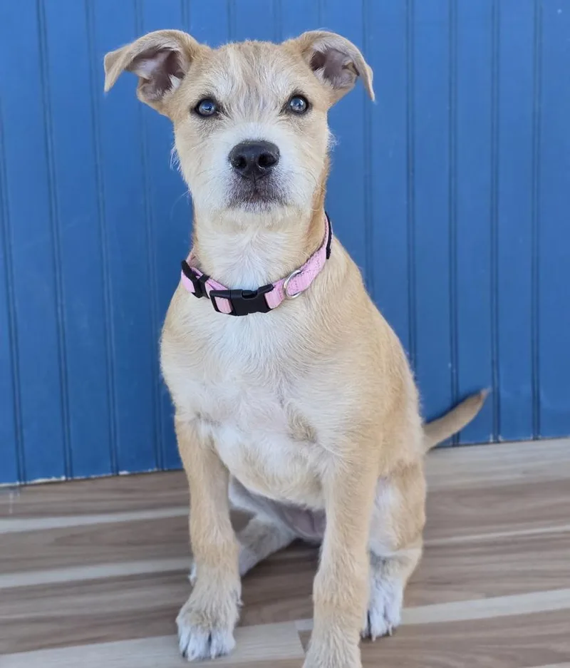 A baby large-sized female Border Terrier dog named Sadie for adoption in Sedalia, CO