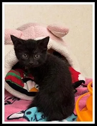 A baby small-sized female Domestic Short Hair cat named Deep Carrot for adoption in Peoria, IL