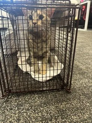 An adult small-sized female Domestic Short Hair cat named Jerri for adoption in West Chester, PA