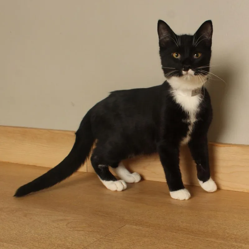 A young medium-sized male Black Domestic Short Hair cat named Cyclops C for adoption in Minnetonka, MN