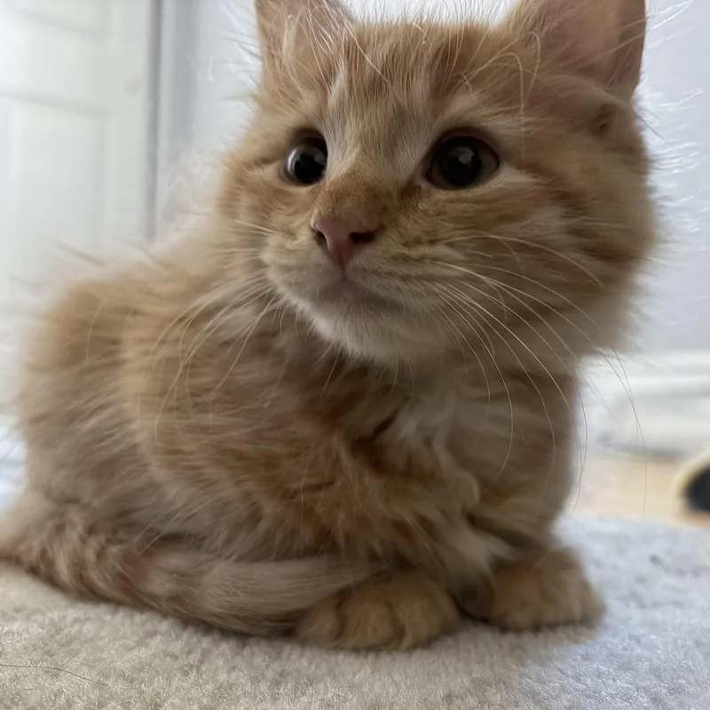 A baby large-sized male Tabby (Orange / Red) Domestic Long Hair cat named Marco for adoption in Midvale, UT