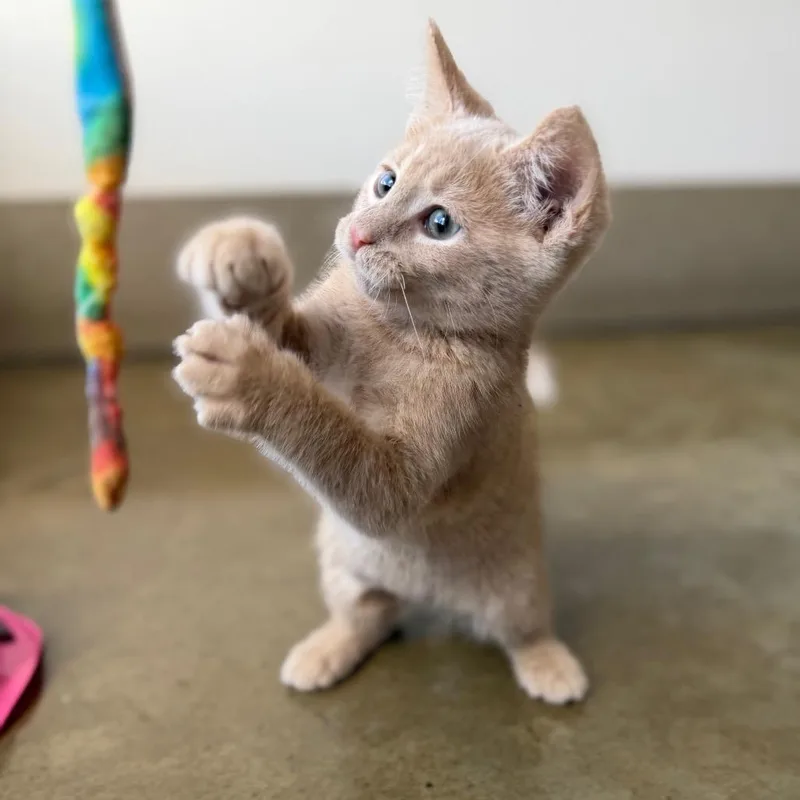 A baby small-sized male Buff / Tan / Fawn Domestic Short Hair cat named Pooh Bear for adoption in Green Bay, WI