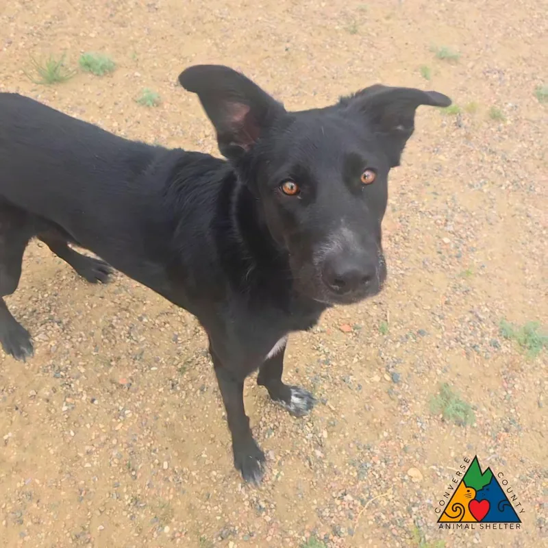 A young medium-sized male Black Mixed Breed dog named Hero for adoption in Douglas, WY