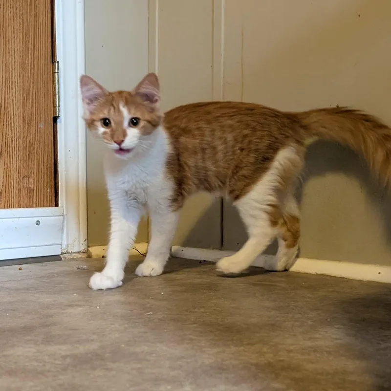 A baby medium-sized male Orange & White Oriental Tabby cat named Noodle for adoption in fennville, MI