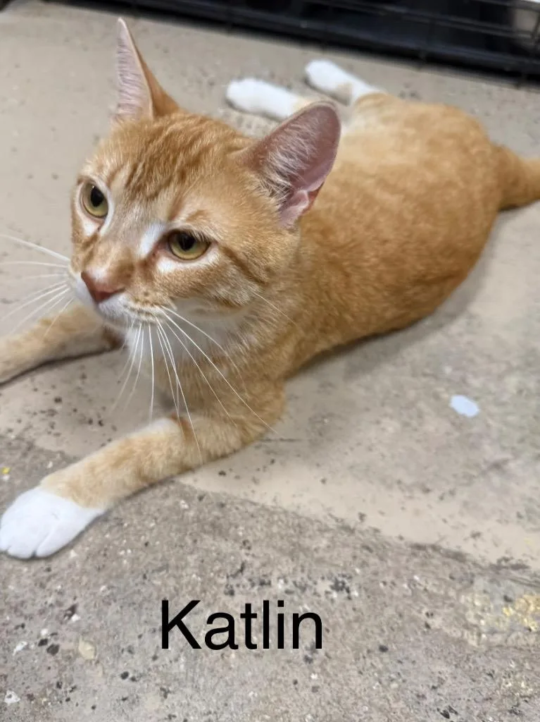 A young medium-sized female Domestic Short Hair cat named Kaitlin for adoption in Saint Francisville, LA