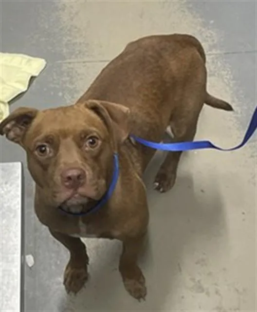 An adult medium-sized female Pit Bull Terrier dog named Coco for adoption in Tallahassee, FL