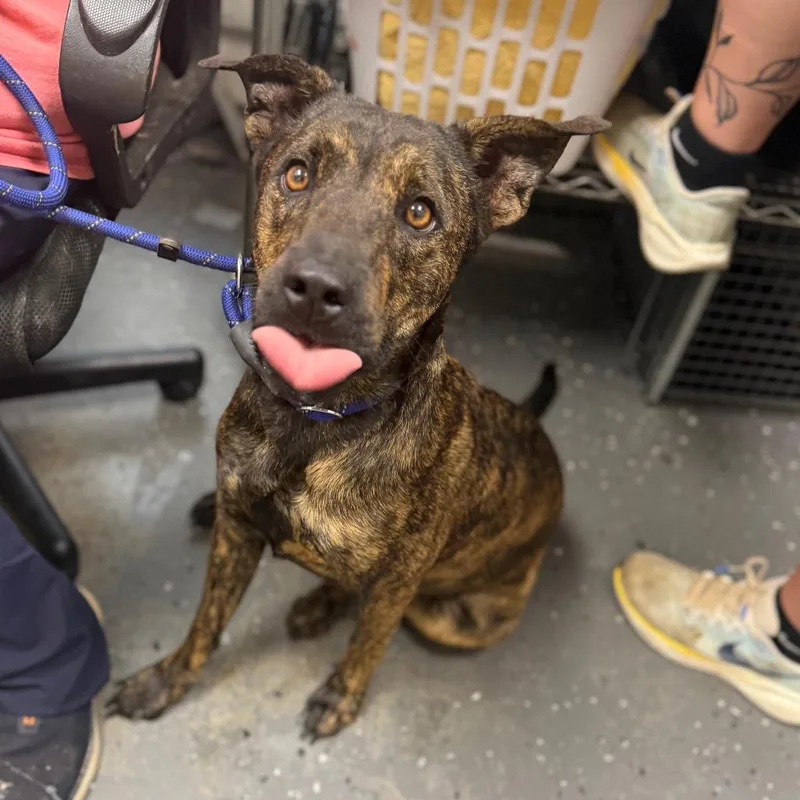 An adult medium-sized female Brown / Chocolate Mixed Breed dog named Priscilla for adoption in Columbiana, AL