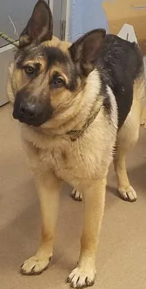 An adult large-sized male Mixed Breed dog named Hunter for adoption in Chamblee, GA