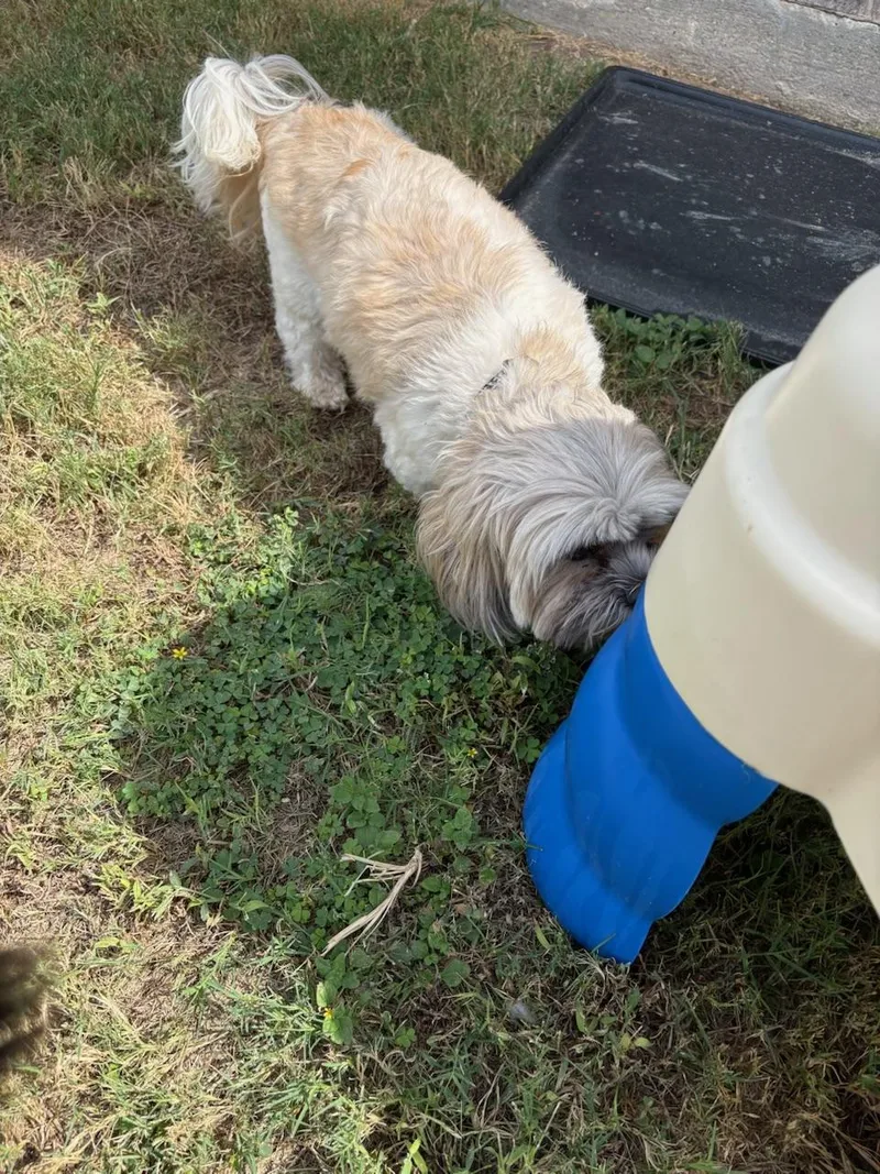 An adult small-sized male Yellow / Tan / Blond / Fawn Shih Tzu dog named Baxter for adoption in Garland, TX