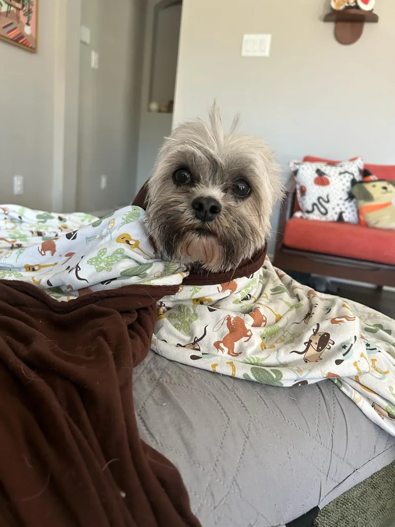 Baxter thumbnail 3