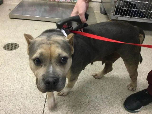 An adult medium-sized female Pit Bull Terrier dog named Shorty for adoption in Riverside, CA